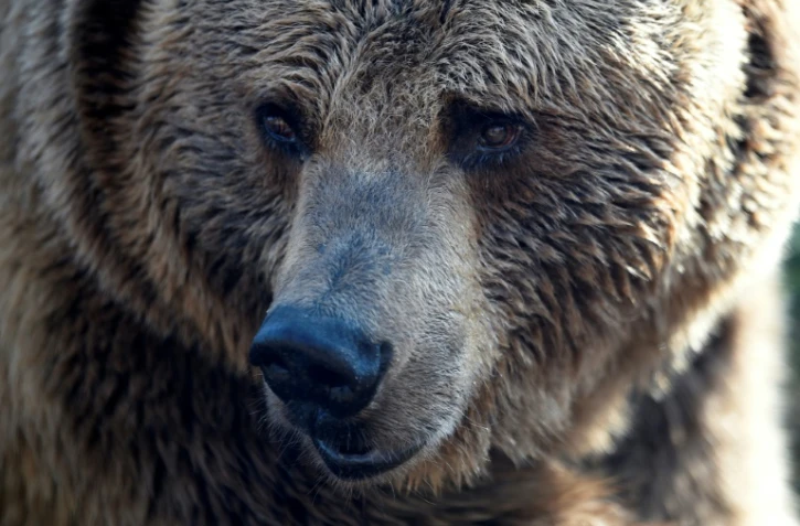 L'ous brun a traîné l'instructeur sur environ quatre mètres au sol avant que d'autres campeurs ne le fassent lâcher sa proie en l'effrayant