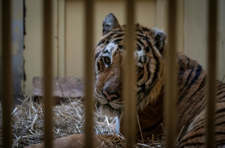 Un tigre mâle saisi à la frontière polono-bélarusse dans son enclos temporaire au zoo de Poznan en Pologne le 6 novembre 2019