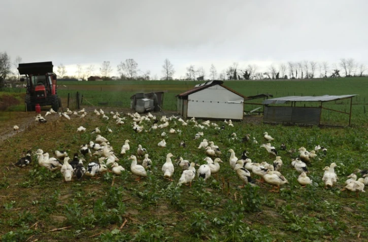 Elevage de canards dans les Landes le 29 décembre 2020