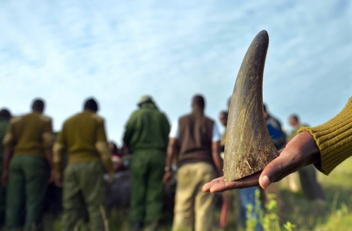 En 1960, quelque 100.000 rhinocéros noirs vivaient en Afrique. En 2016, ils n'étaient que 28.000 rhinocéros toutes espèces confondues en Afrique et en Asie, selon un rapport de l'ONU