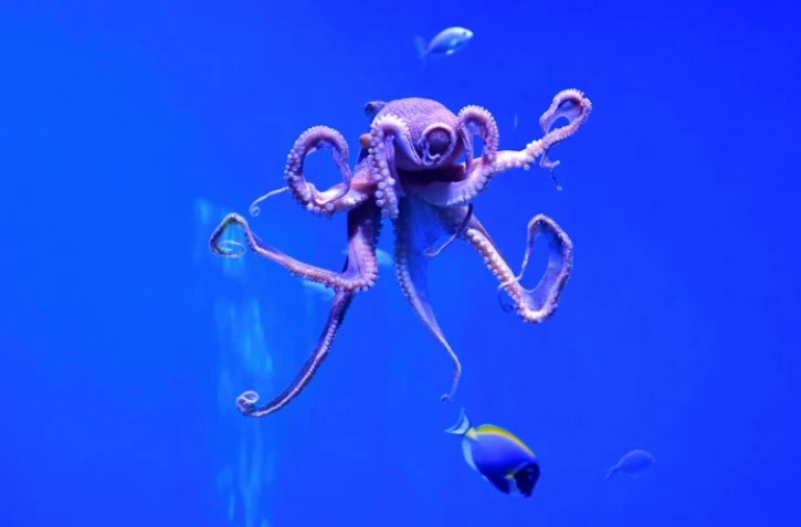 Pieuvre à l'aquarium de Long Beach, en Californie, le 27 mai 2021