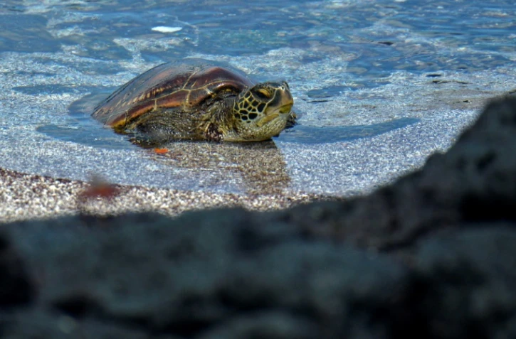 Une tortue de mer aux îles Galapagos, le 14 avril 2021