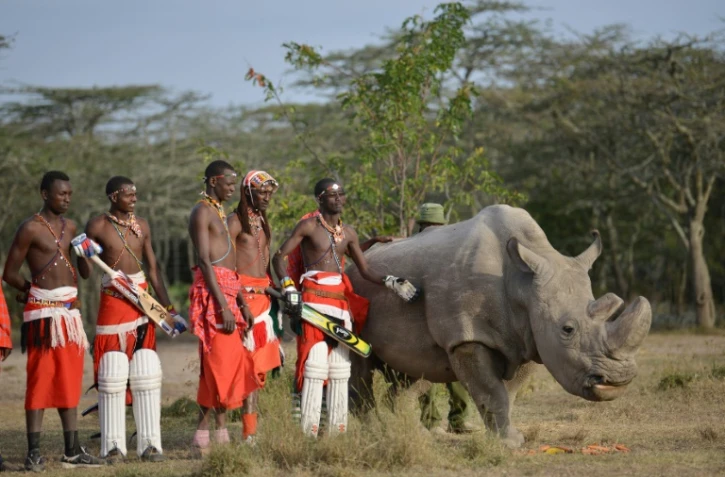 Des guerriers masaï posent dans la réserve kenyane d'Ol Peteja le 18 juin 2017 avec Sudan, le dernier rhinocéros blanc du Nord mâle, qui vient de mourir au Kenya 