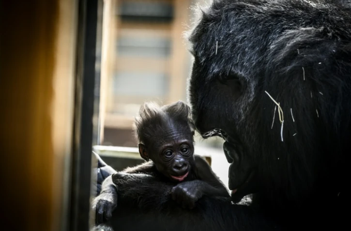 La femelle gorille Gypsy et son bébé, photographiés le 20 février 2019 au zoo de Saint-Martin-la-Plaine
