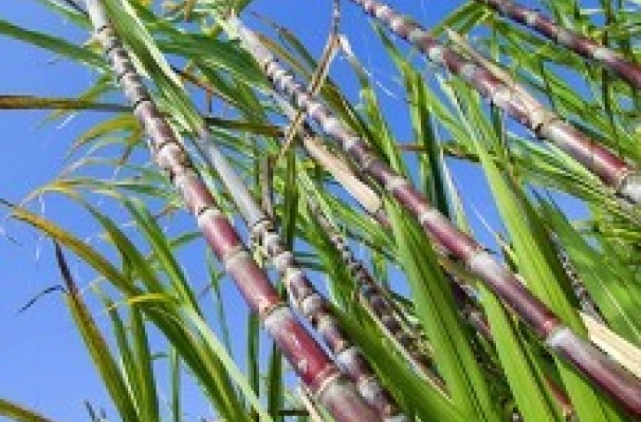 La canne à sucre occupe 55% des surfaces agricoles de la Réunion - photo Yann Guichaoua