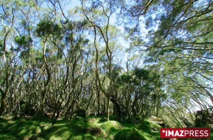 La forêt de tamarins du Maido est une forêt d'altitude qui offre de nombreuses balades et aires de pique-nique - photo Yann Guichaoua