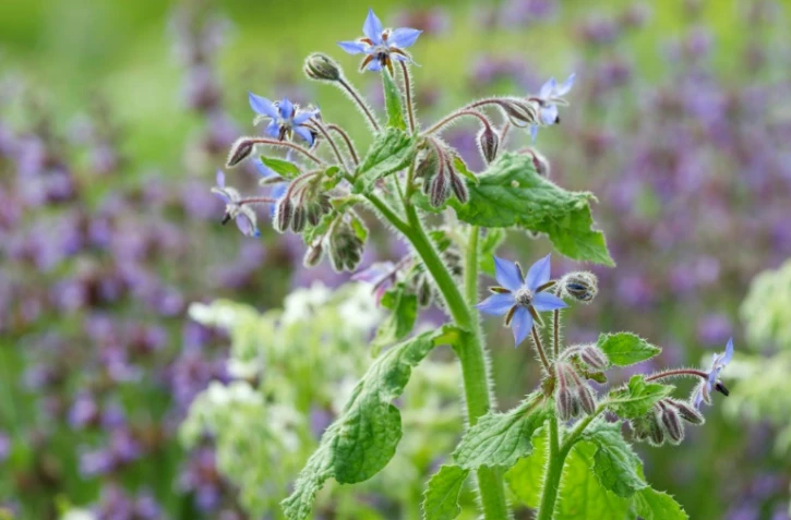 Le goût "un peu concombre" de la fleur de bourrache (sur la photo), la saveur poivrée de la capucine: un marché de niche se développe autour de la fleur comestible.