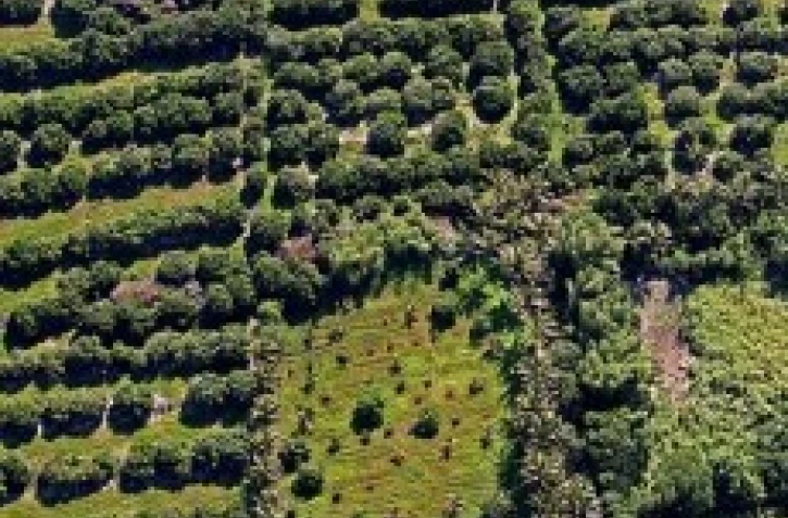 Les vergers peuplent la côte est, côte favorable au vent et aux pluies