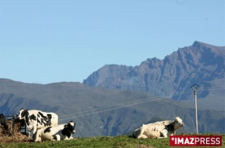 Troupeau de vaches sur la Plaine des Cafres