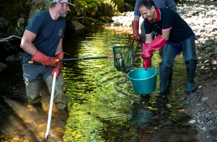 Un homme dépose une truite dans un seau pendant une pêche électrique destinée à sauver les poissons de la rivière "La Savoureuse", victimes de la sécheresse, le 5 août 2020 à Lepuix, dans le Territoire de Belfort