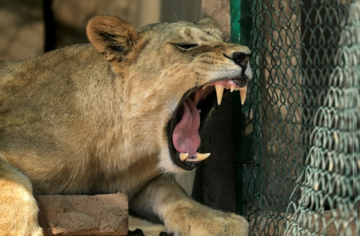 Une lionne africaine rugit dans un enclos du centre de sauvetage des animaux du Soudan à Al-Baguir, au sud de la capitale Khartoum, le 28 février 2022