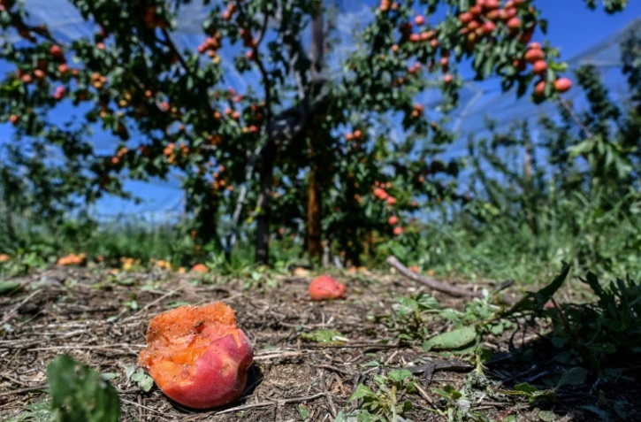 A la Roche-de-Glun, près de Romans en Isère des abricotiers touchés par la grêle, photo du 16 juin .