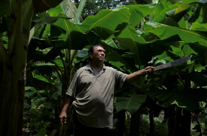 L'ancien travailleur agricole Luis Gomez, dans une plantation de bananiers, le 10 mai 2022 à Chinandega, au Nicaragua