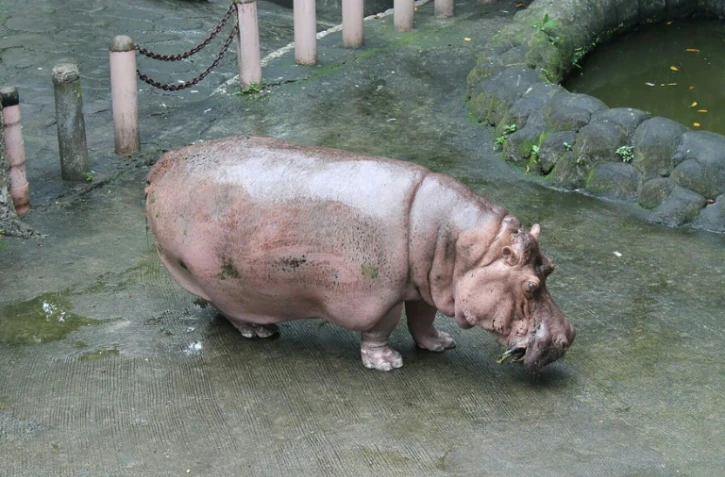 Photo non datée de l'association PETA (Pour une éthique dans le traitement des animaux), reçue le 10 juillet 2017 de Bertha, la doyenne des hippopotames dans son enclos du zoo de Manille, Philippines