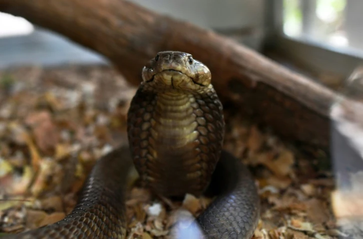 Un cobra cracheur le 14 février 2019 au centre Bio-Ken, à Watamu sur la côte kényane