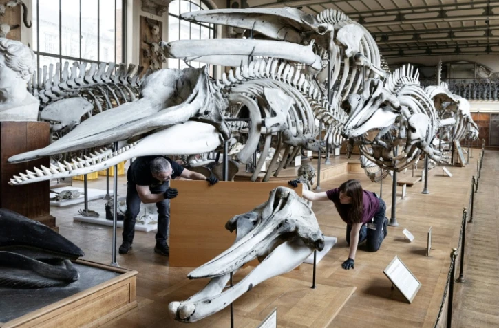 Des techniciens protègent un squelette avant un déménagement de spécimens et des travaux au sein de la Galerie de Paléontologie et d'Anatomie comparée du Muséum national d'Histoire naturelle, le 3 février 2026 à Paris 
