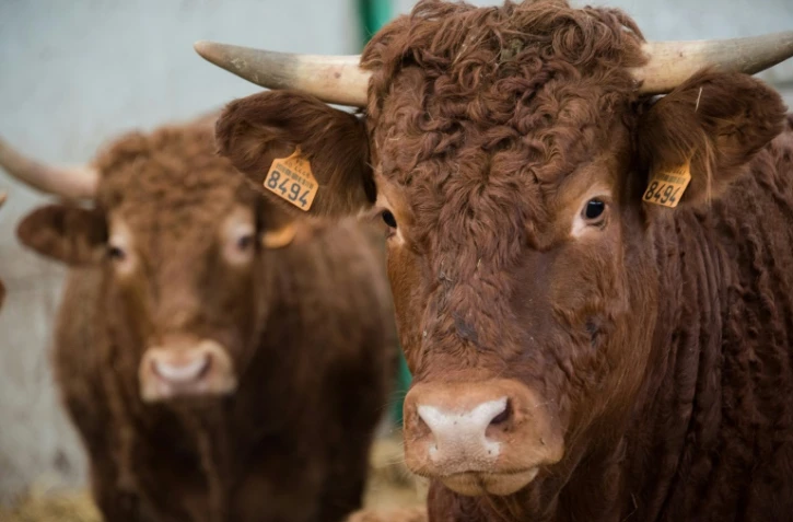 Des vaches "Limousines" , le 17 décembre 2015 à Arras