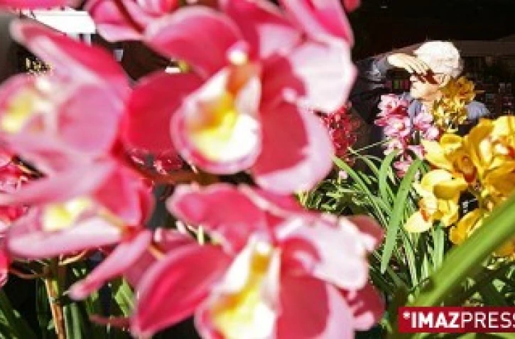 Jeudi 31 Juillet 2008
Salon Flore et Halle 2008