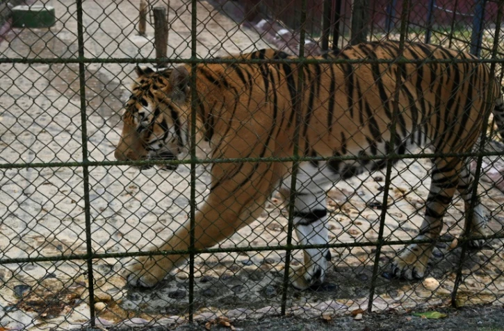 Isaac, un tigre du Bengale, dans une cage du zoo Joya Grande, le 7 mai 2024 Ă Santa Cruz de Yojoa, au Honduras