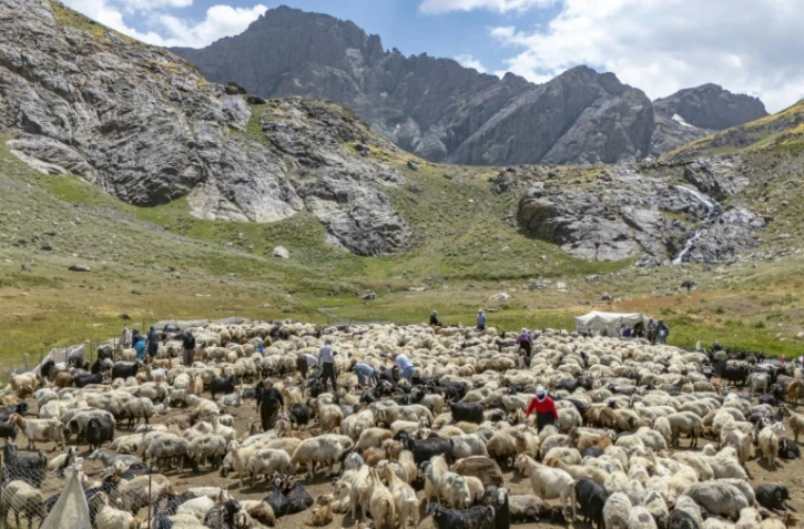 Des bergers kurdes s'occupent d'un troupeau de moutons dans les montagnes de la province de Hakkari, dans le sud-est de la Turquie, le 12 juillet 2025
