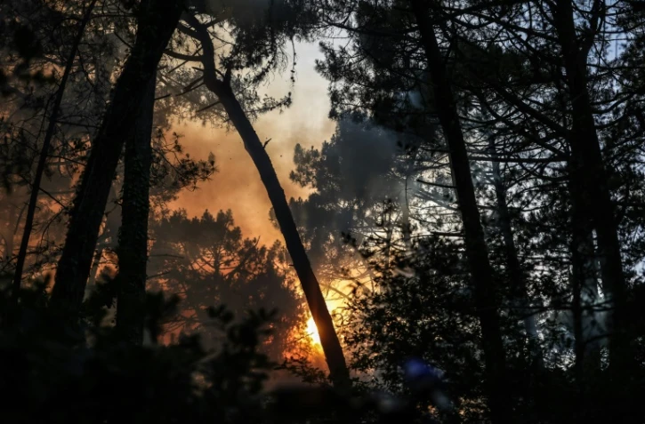 Des arbres en feu près de la dune du Pilat, en Gironde, le 13 juillet 2022