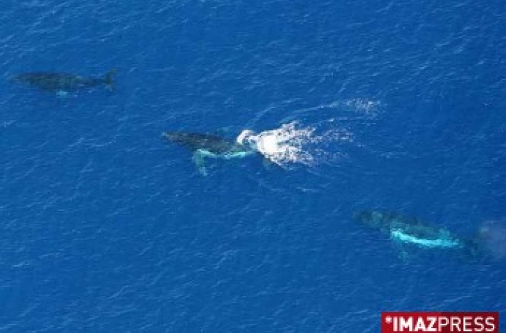 Mercredi 20 Août 2008

Baleines au large de la Réunion