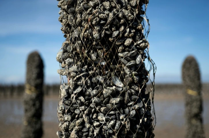 Un pieu à moules dont une partie des moules a disparu, au sein de l'exploitation Maine père & fils, au large de Bricqueville-sur-Mer, dans la Manche, le 13 septembre 2026