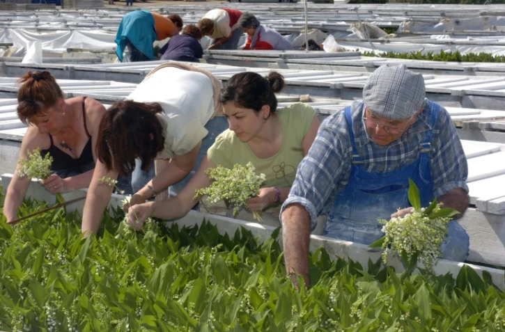 Production de muguet à Basse-Goulaine, près de Nantes, le 23 avril 2007