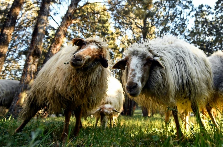 Des moutons broutent dans le parc Casa de Campo, le 26 mars 2019 à Madrid, en Espagne