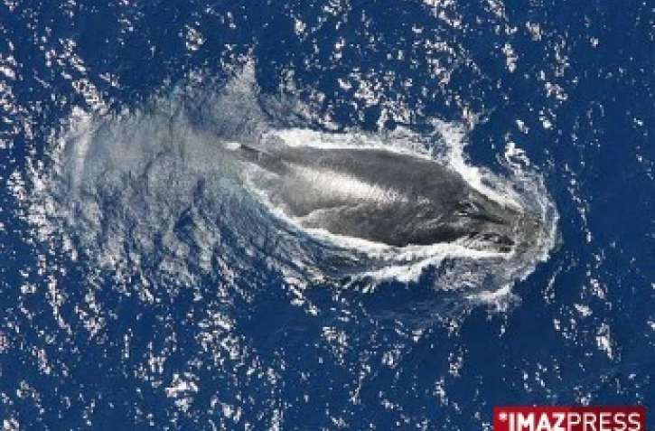 Mercredi 20 Août 2008

Baleines au large de la Réunion
