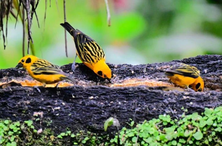 Oiseaux de l'espèce Tangara arthus, à Mindo, Equateur, le 16 août 2024 