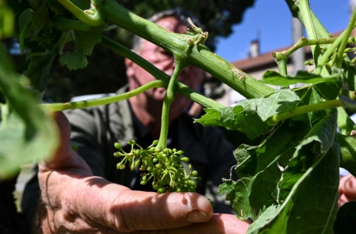 Un viticulteur montre une grappe endommagée par les intempéries à la Roche-de-Glun, le 16 juin 2019 dans la Drôme