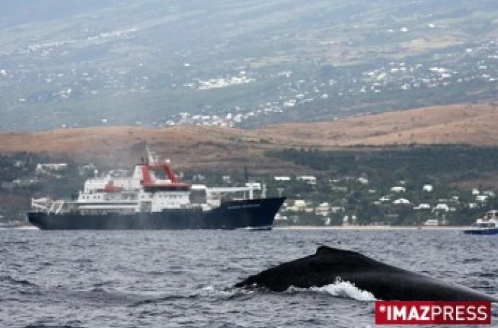 Baleines au large de Saint-Gilles (côte ouest de l'île)