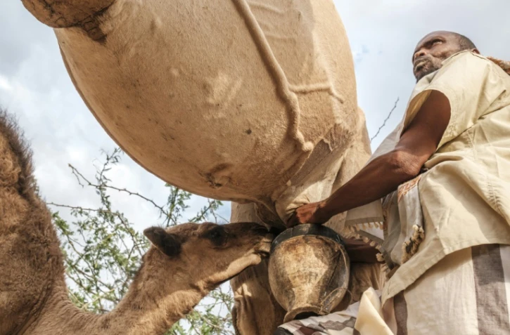 L'éleveur Ali Abdi Elmi trait un de ses dromadaires dans les faubourgs d'Hargeisa, au Somaliland, le 18 septembre 2021