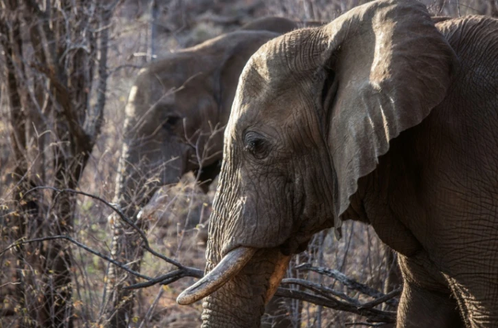 A cause du braconnage, le nombre d'éléphants d'Afrique a diminué de 111.000 individus depuis 2006, pour plafonner à 415.000, selon les dernières données