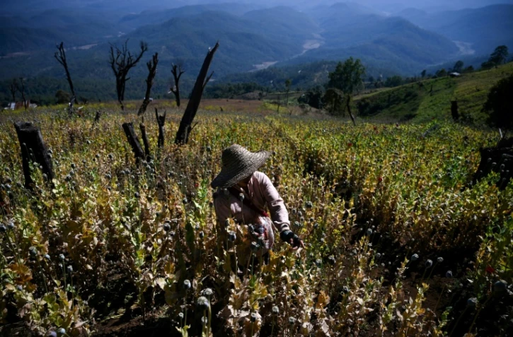 Un paysan travaille dans un champ illégal de pavot à Hopong, dans l'Etat Shan en Birmanie, en février 2019
