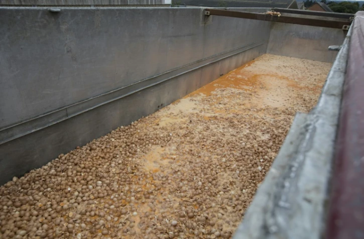 Des oeufs sont détruits dans un élevage de poules en Belgique, le 9 août 2017