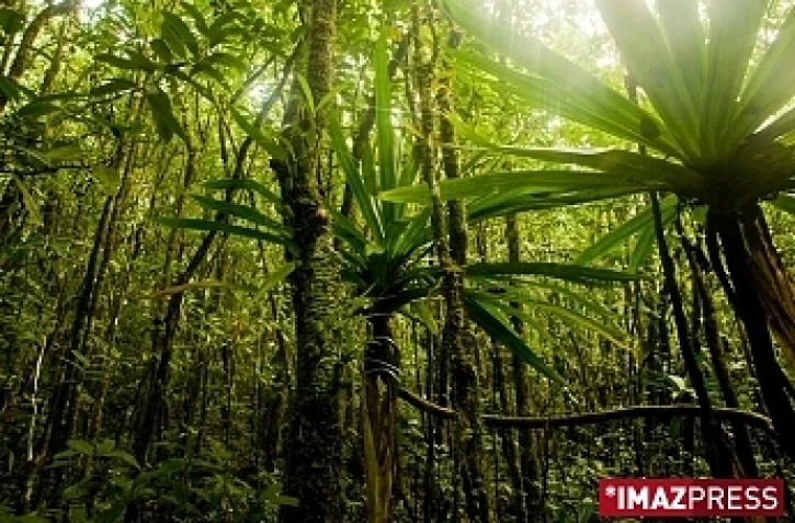 Forêt Sainte Marguerite dans l'est
photo Florent Borderie