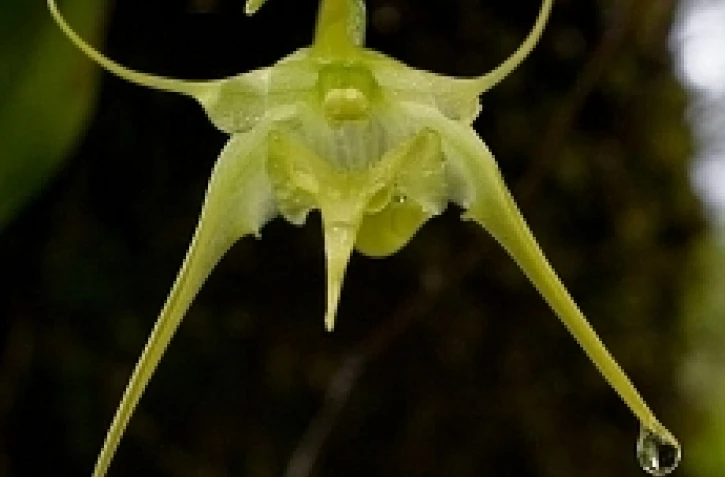 Aeranthes arachnites
photo Florent Borderie