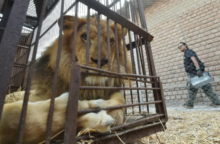 Un lion né en captivité au Pérou est prêt à s'envoler dans sa cage, depuis Lima vers l'Afrique du Sud, le 27 avril 2016 où il sera relâché dans un parc naturel