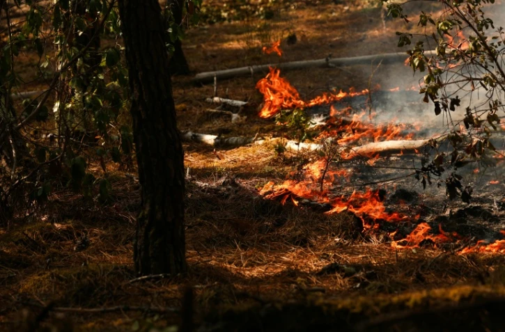 Des feux dans la forêt de Lege-Cap-Ferret, le 29 juillet 2026