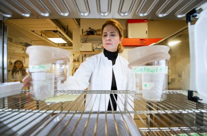 La chercheuse Noushin Emami examine le 15 décembre 2021 à l'université de Stokholm des réservoirs d'eau contenant des larves de moustiques utilisés pour la recherche d'un vaccin contre le paludisme