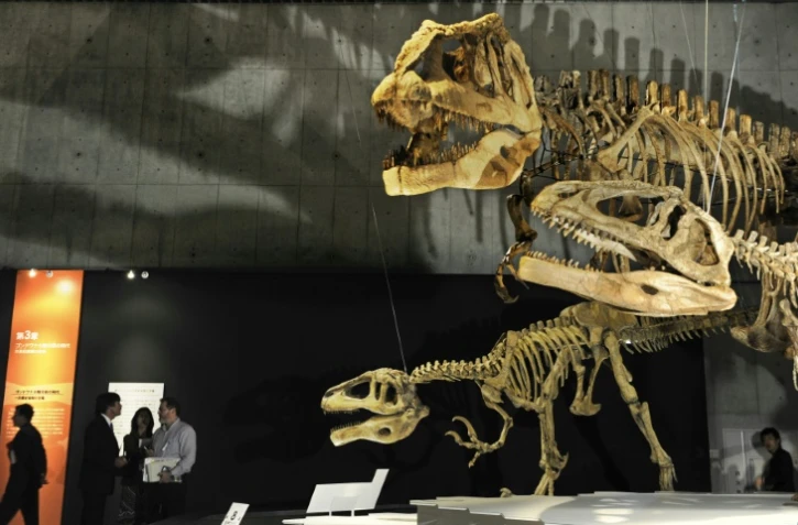 Squelette d'un mégaraptor (g), et d'un mapusaurus (c et d) lors d'une exposition au musée des Sciences de Tokyo, le 13 mars 2009