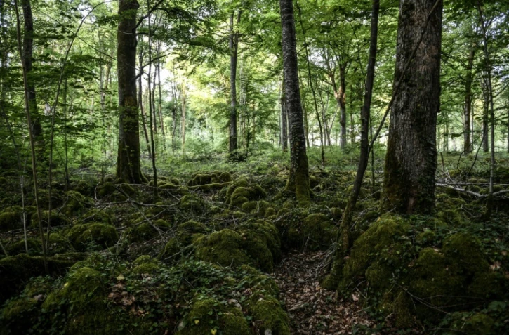 Des arbres du parc national des forêts de Champagne et Bourgogne qui ouvrira en 2019, le 23 mai 2017 près de Châtillon-sur-Seine, en Côte d'Or