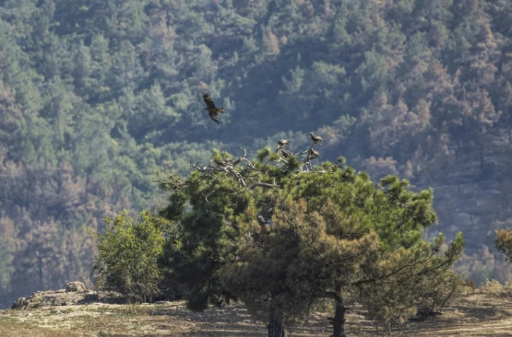 Des oiseaux de proie dans le parc national de Dadia partiellement brûlé par un incendie, le 28 juillet 2022 en Grèce