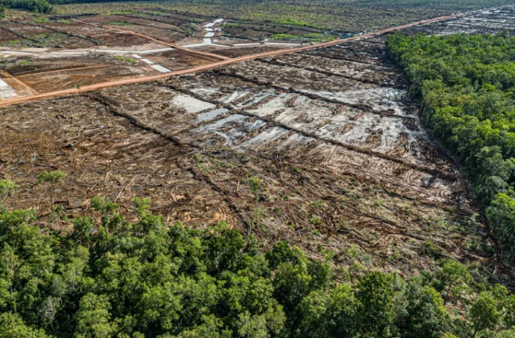 Déforestation pour installer une plantation de canne à sucre, dans la province indonésienne de Papouasie du Sud, dans une image fournie par l'ONG Mighty Earth, le 17 mars 2025