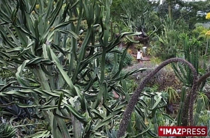 CONSERVATOIRE BOTANIQUE NATIONAL DE MASCARIN SAINT_LEU
