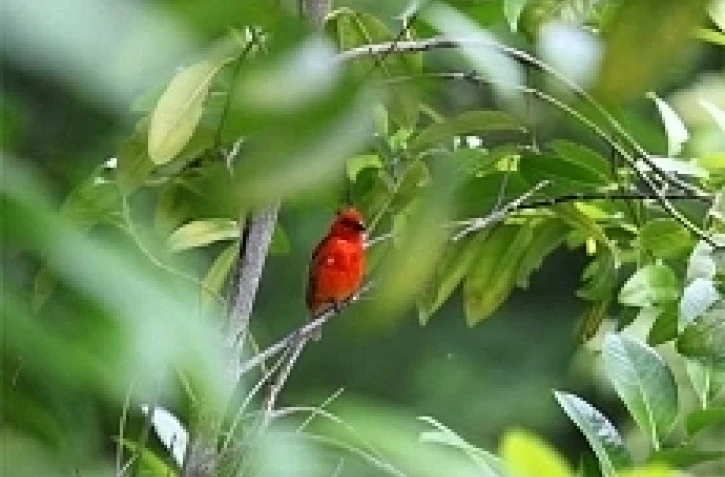 CONSERVATOIRE BOTANIQUE NATIONAL DE MASCARIN  SAINT_LEU