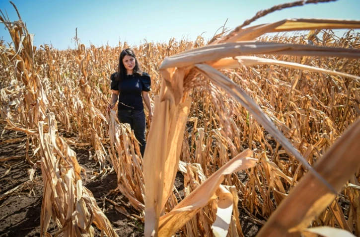 L'agricultrice Iulia Blagu dans son champ de maïs grillé par la chaleur, près d'Urziceni, le 29 juillet 2024 en Roumanie