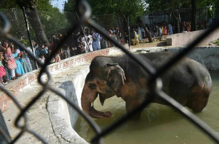 Kaavan, unique spécimen d'éléphant au zoo d'Islamabad, le 7 juillet 2016
